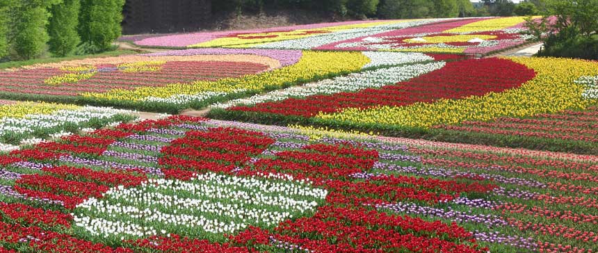 広島県世羅郡 世羅高原農場のチューリップが描いた花模様
