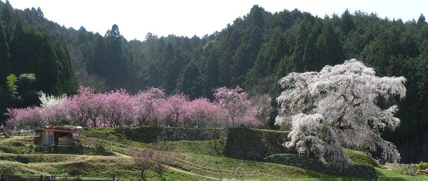 奈良県宇陀市 龍のような又兵衛桜