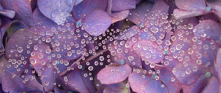 奈良県北葛城郡 馬見丘陵広域公園 宝石のように輝く雨滴とアジサイ