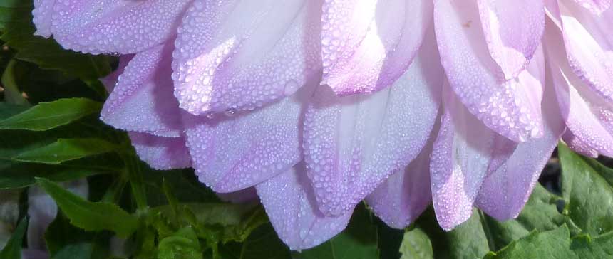 広島県世羅郡 世羅高原農場 朝露で化粧したダリア