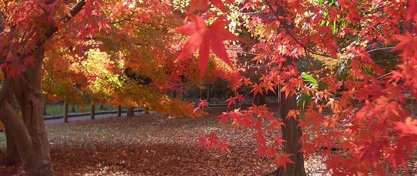 奈良県北葛城郡 馬見丘陵広域公園の鮮やかな紅葉