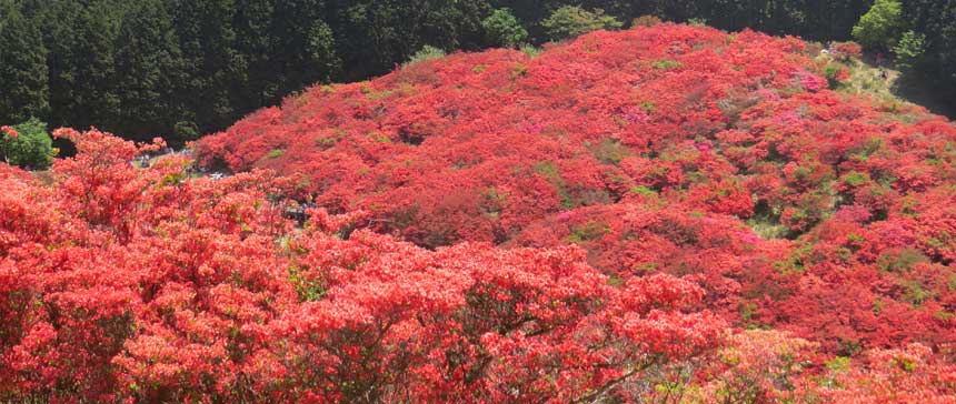 奈良県御所市 山全体を真っ赤に彩る葛城山のつつじ