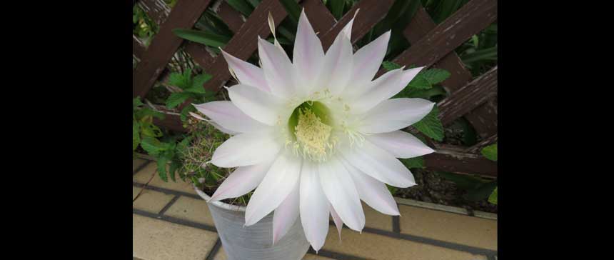 淡いピンクが美しいサボテン(短毛丸)の花