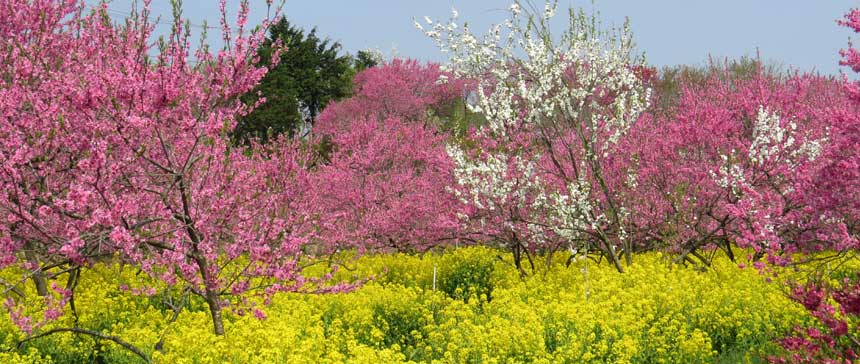 広島県世羅郡 ラ・スカイファームの菊桃