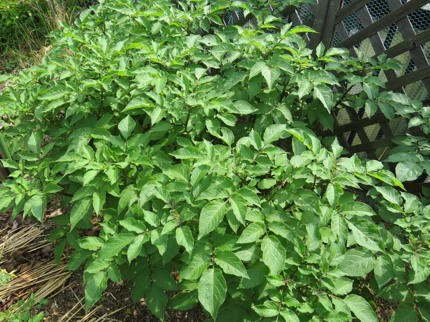 シャドークィーン