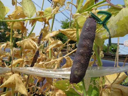 ツタンカーメン