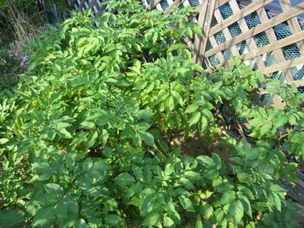 シャドークィーン