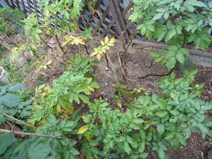 シャドークィーン