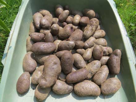 シャドークィーン