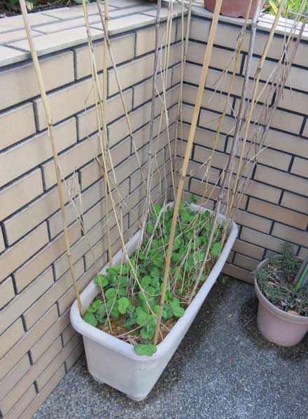 ツタンカーメン