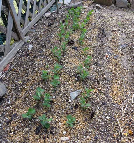 絹サヤエンドウ