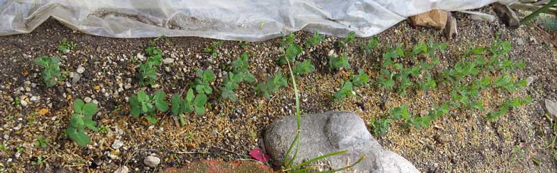 絹サヤエンドウ