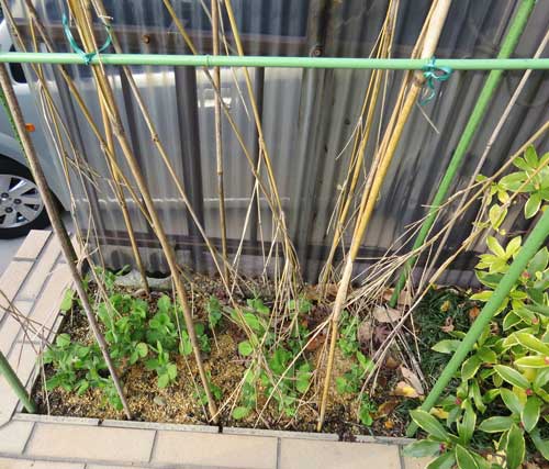 ツタンカーメン