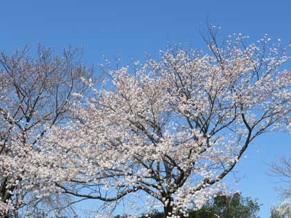 伊勢神宮（外宮）