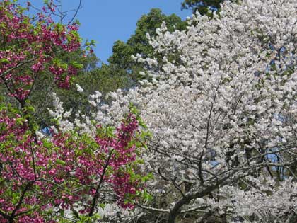 伊勢神宮（外宮）