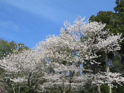 伊勢神宮（外宮）