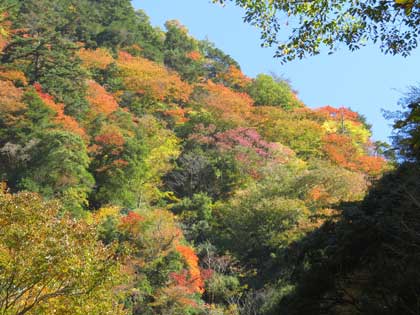 赤目の紅葉