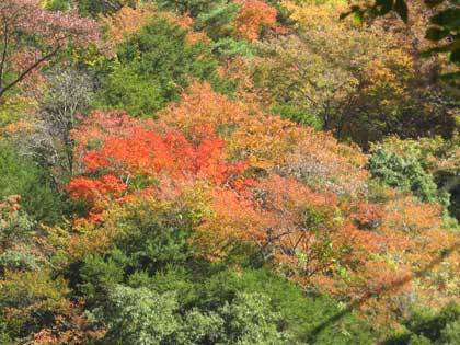 赤目の紅葉