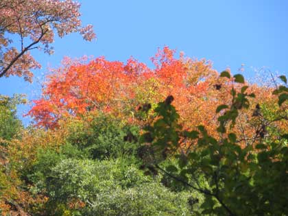 赤目の紅葉