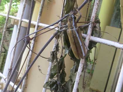 ミヤマカマキリ