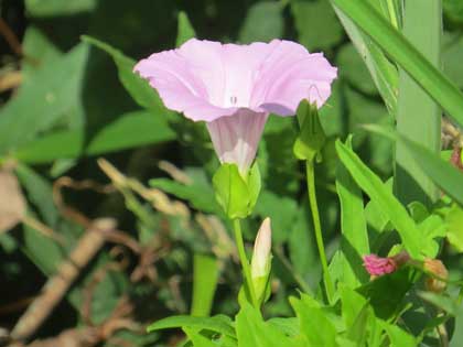 ヒルガオ