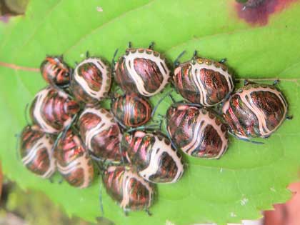 ミカンキンカメムシ