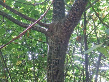 ウリハダカエデ