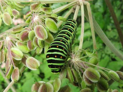 キアゲハの幼虫