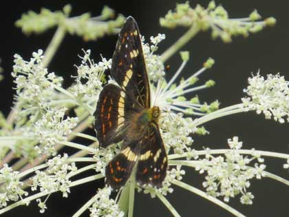 サカハチチョウ
