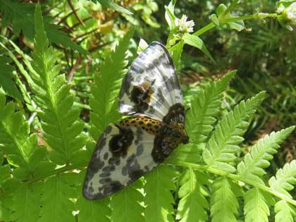 ユウマダラエダシャク