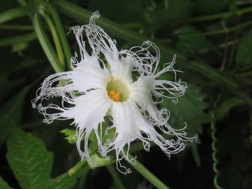 モミジカラスウリ