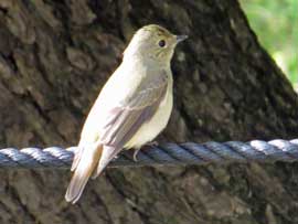 キビタキ雌