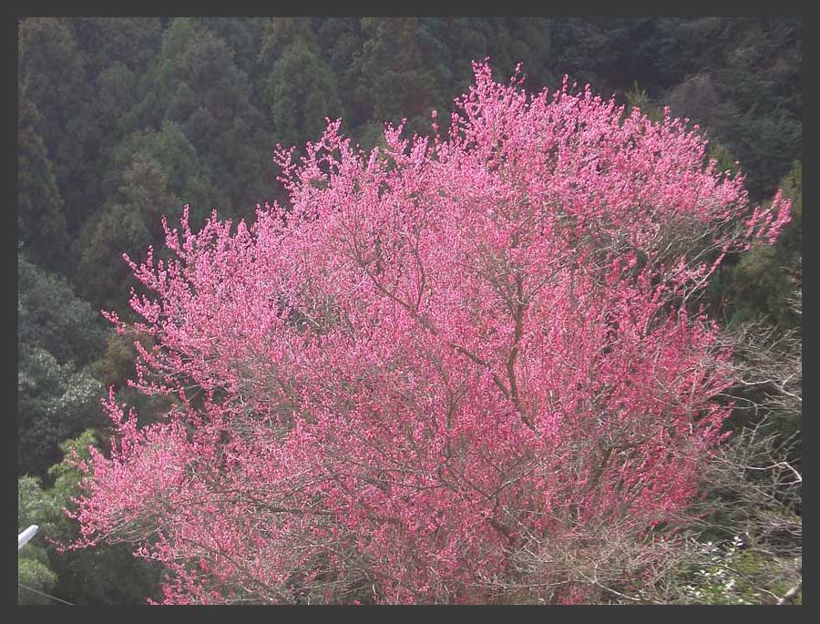 広橋梅林