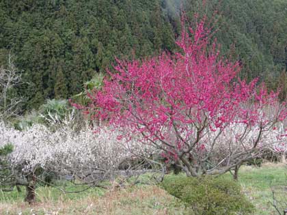 広橋梅林