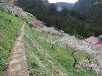 広橋梅林