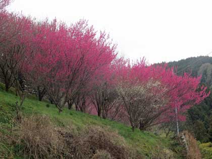 広橋梅林