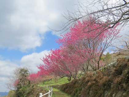 広橋梅林