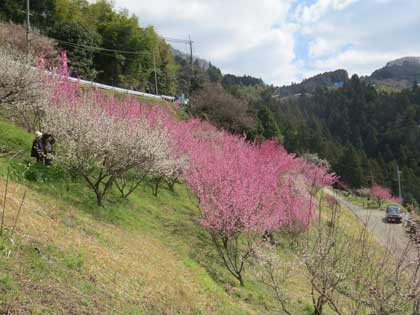 広橋梅林