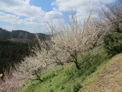 広橋梅林
