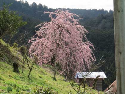 広橋梅林