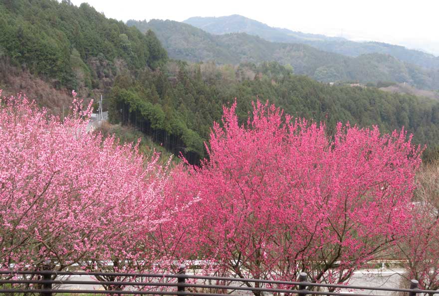 広橋梅林