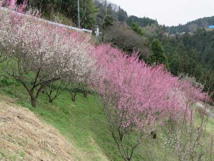 広橋梅林