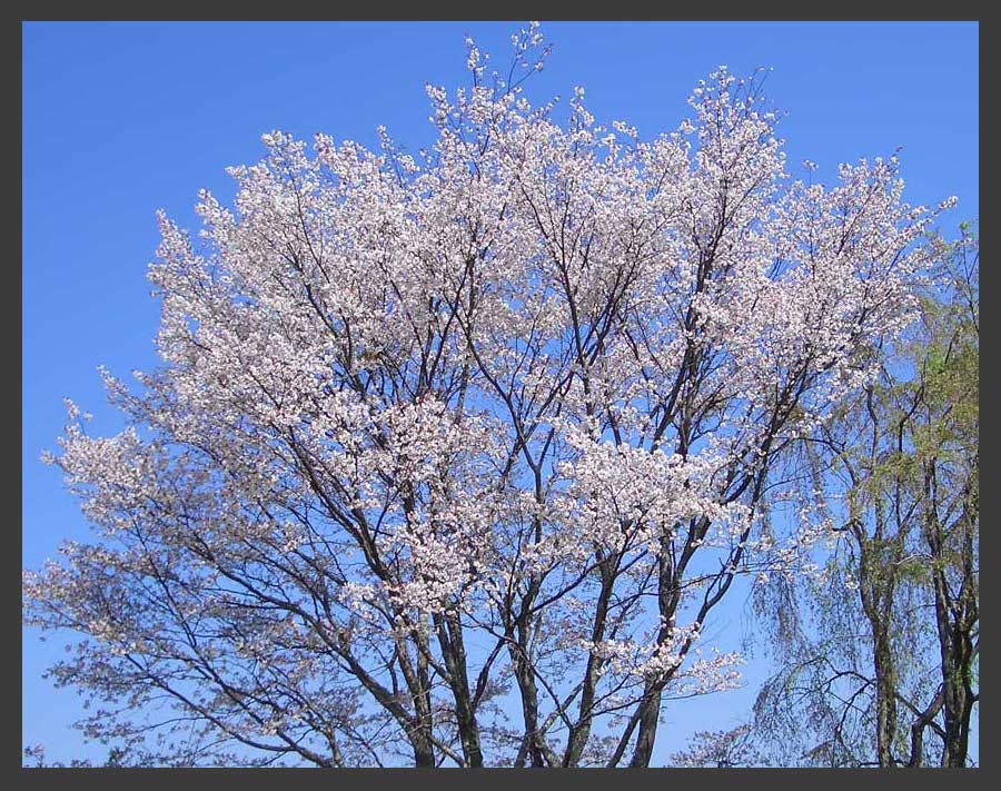 吉野桜