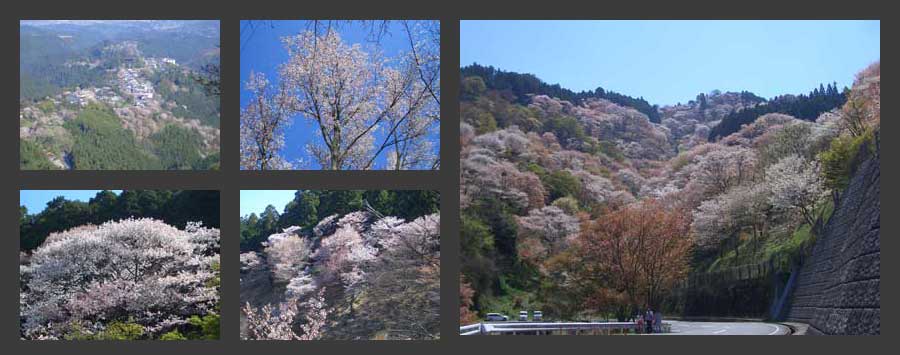 吉野桜