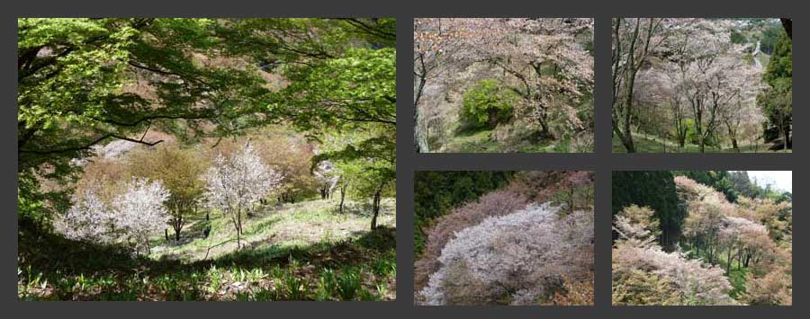 吉野桜