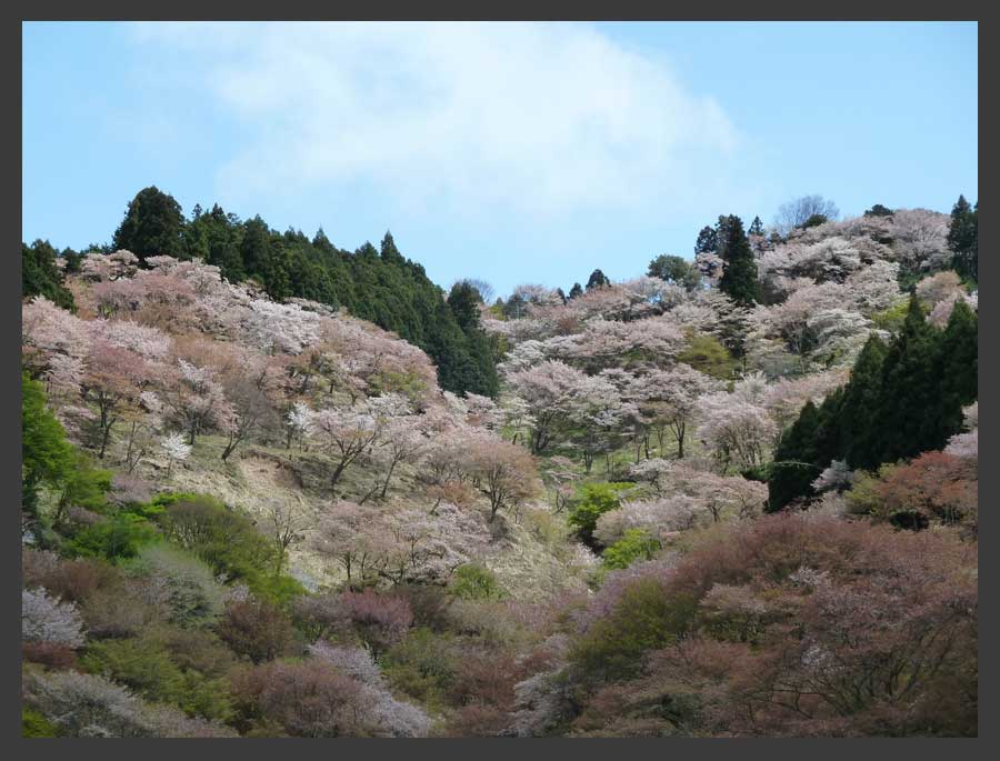 吉野桜