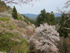 吉野桜