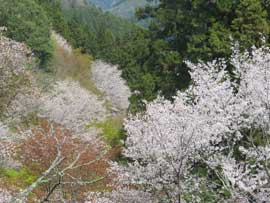 吉野桜