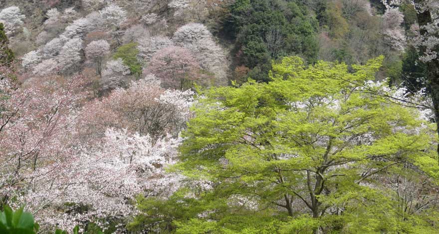 吉野桜