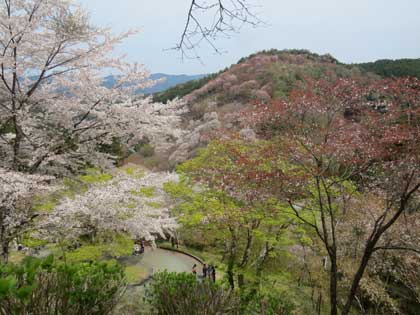 吉野桜